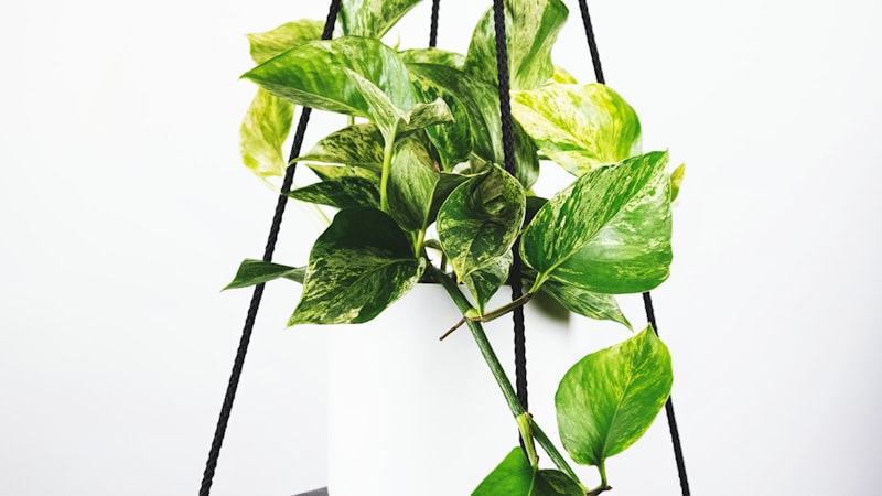 英超联赛C罗倒挂金钩进球 - 曼联球星经典倒钩射门